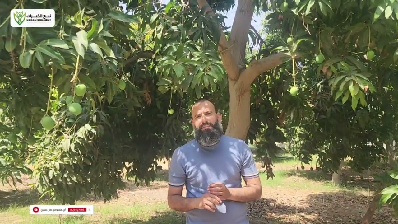 شاهد رجاله نبع الخيرات وفريق التطوير رفعوا انتاج مزرعه مانجو في سلطنة عمان 3 اضعاف