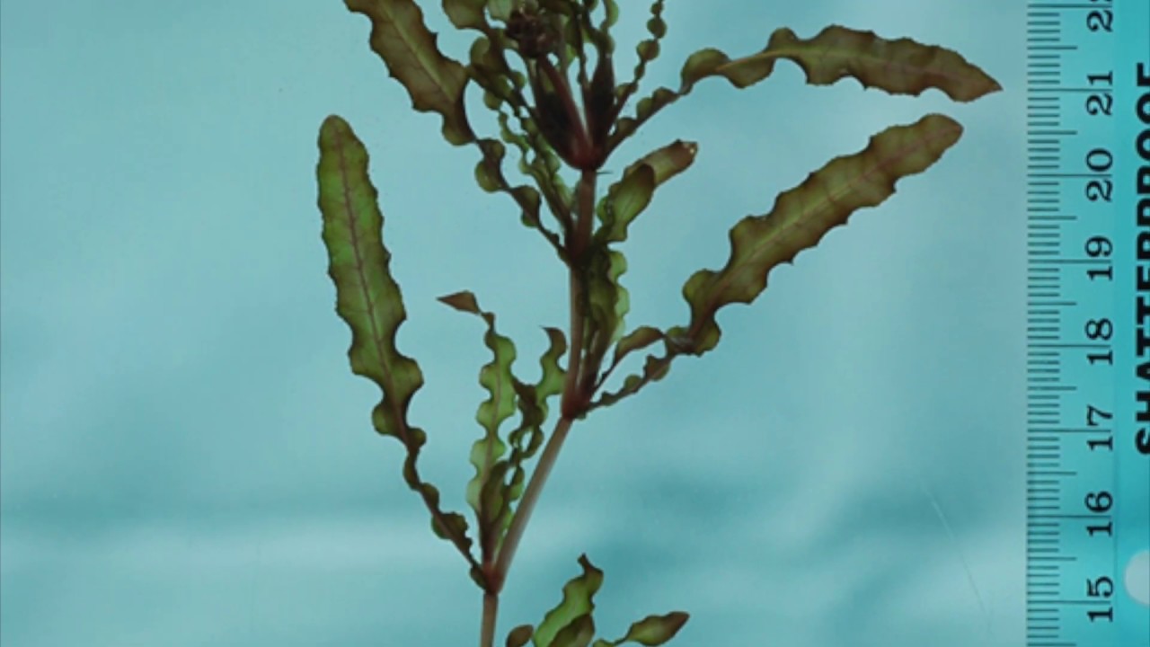 Curly Leaf Pondweed