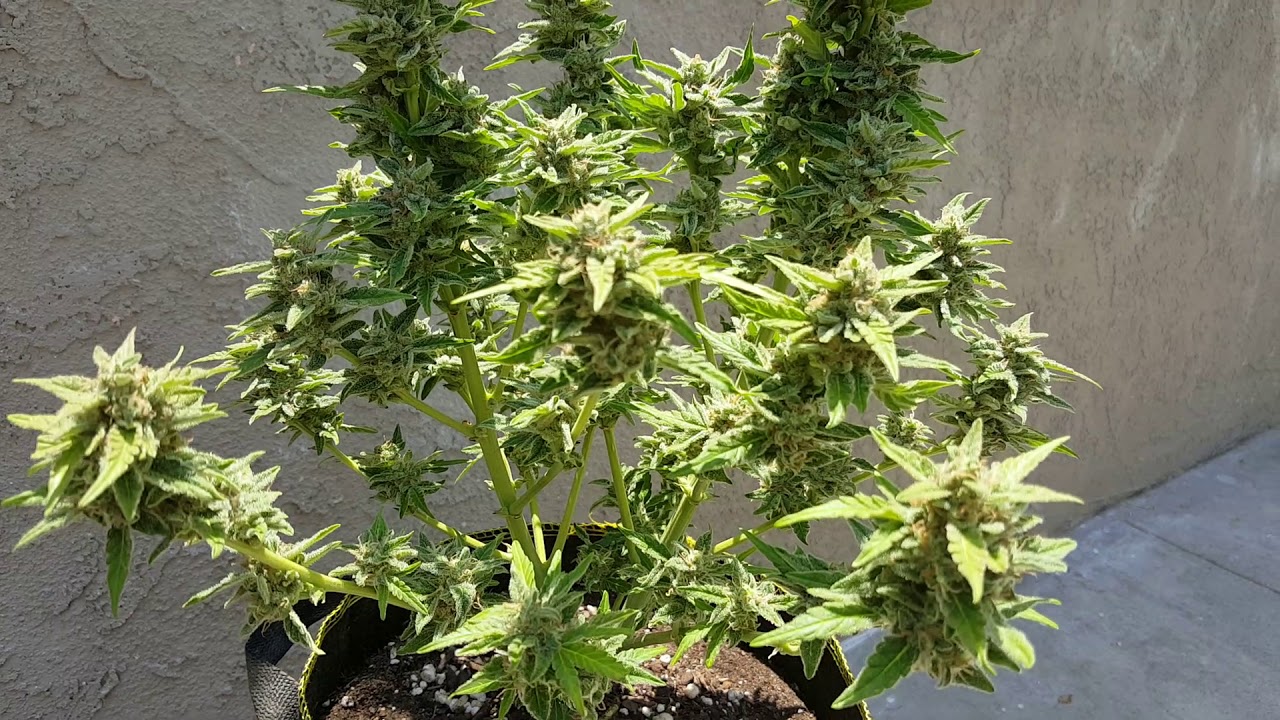 Critical Purple Autoflower week 11. Harvest day! 1 of 2