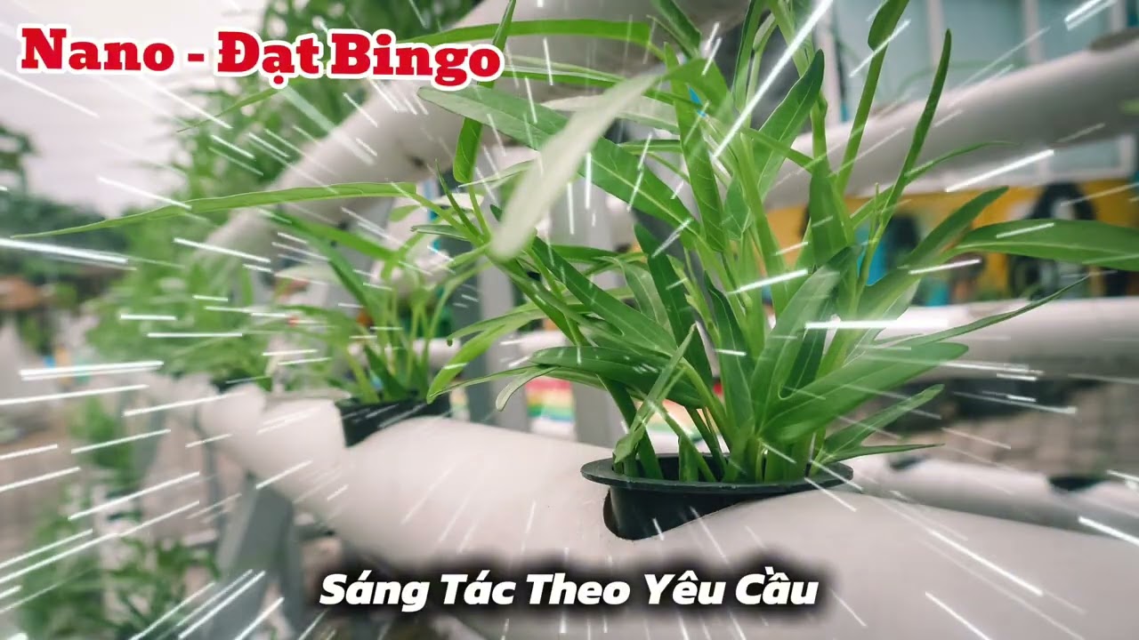 Nano - Đạt Bingo