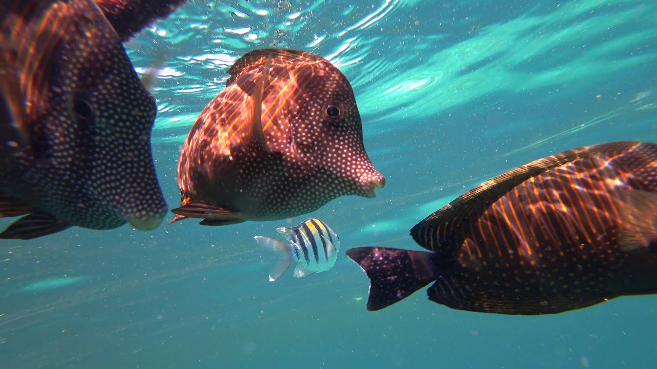 Mövenpick Resort - Extra Divers El Quseir - El Quadim Bucht Teil 1