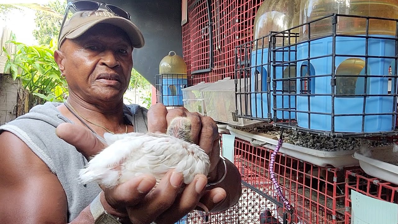 Breeding season for my pigeons! WATCH MY PIGEON LAY AN EGG