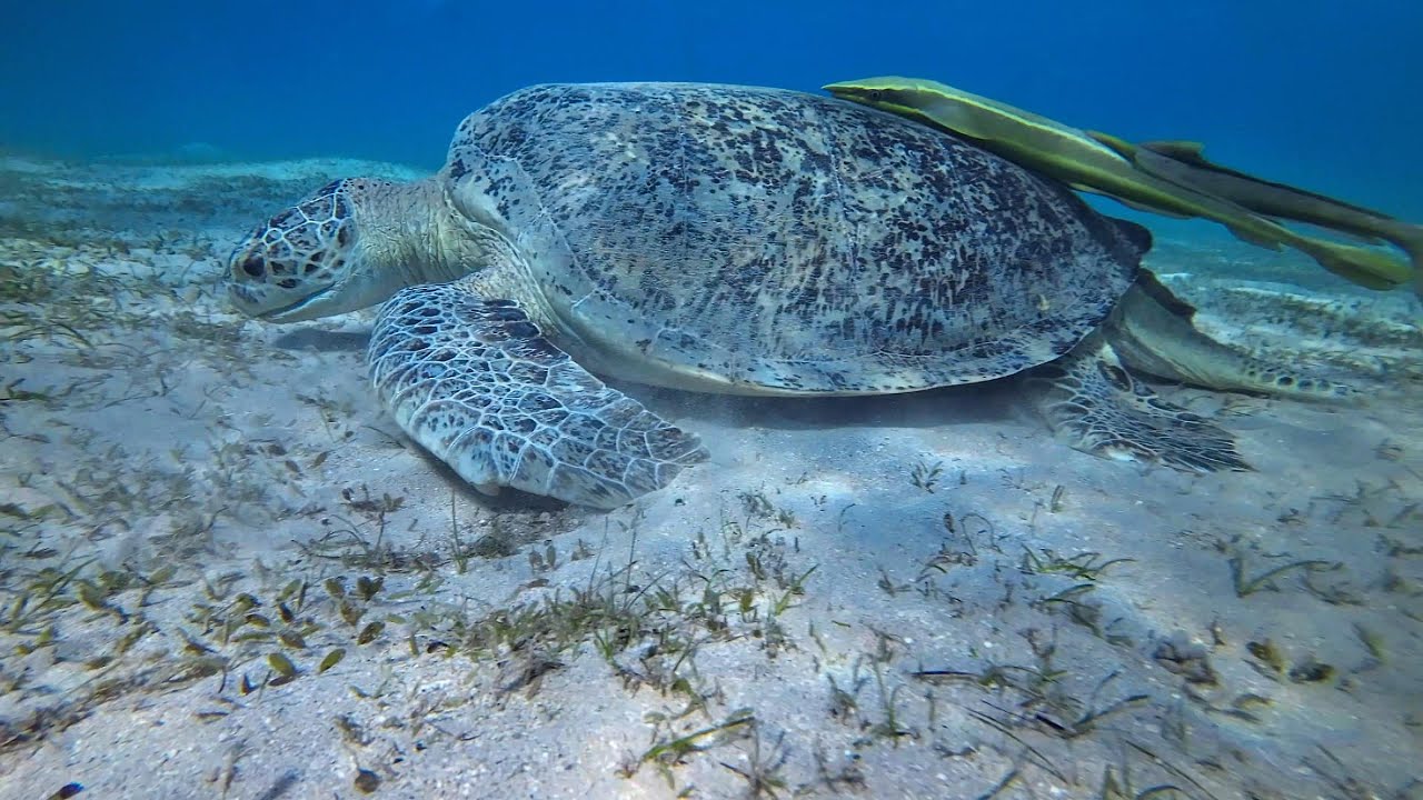 Marsa Alam - Marsa Mubarak - Schnorchel tour mit Schildkröte & Seekuh / Bootstour in Ägypten