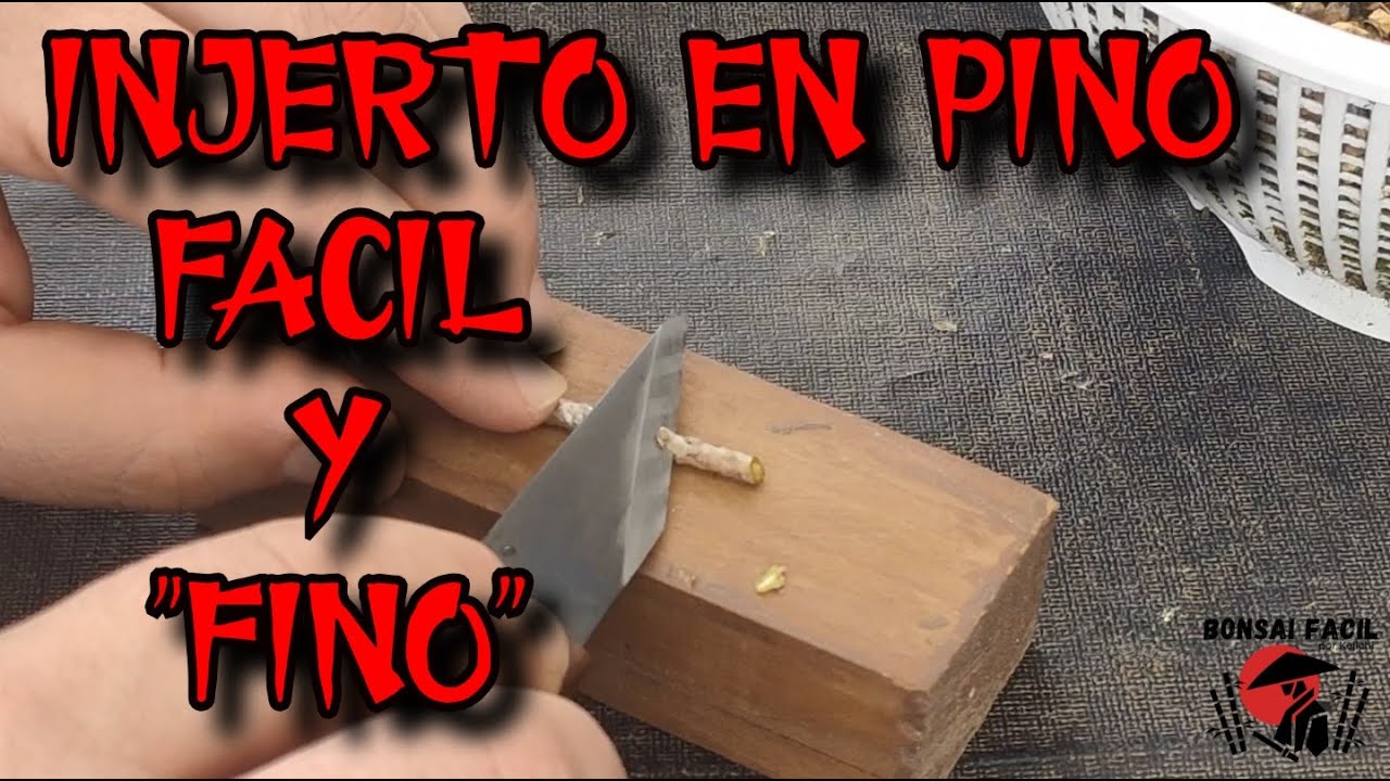 Injerto en pino japones "Michael Jackson" de negro a blanco