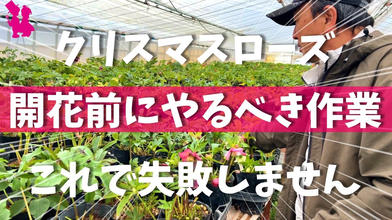 【まだ間に合う】クリスマスローズはコレをやると必ず良くなります！