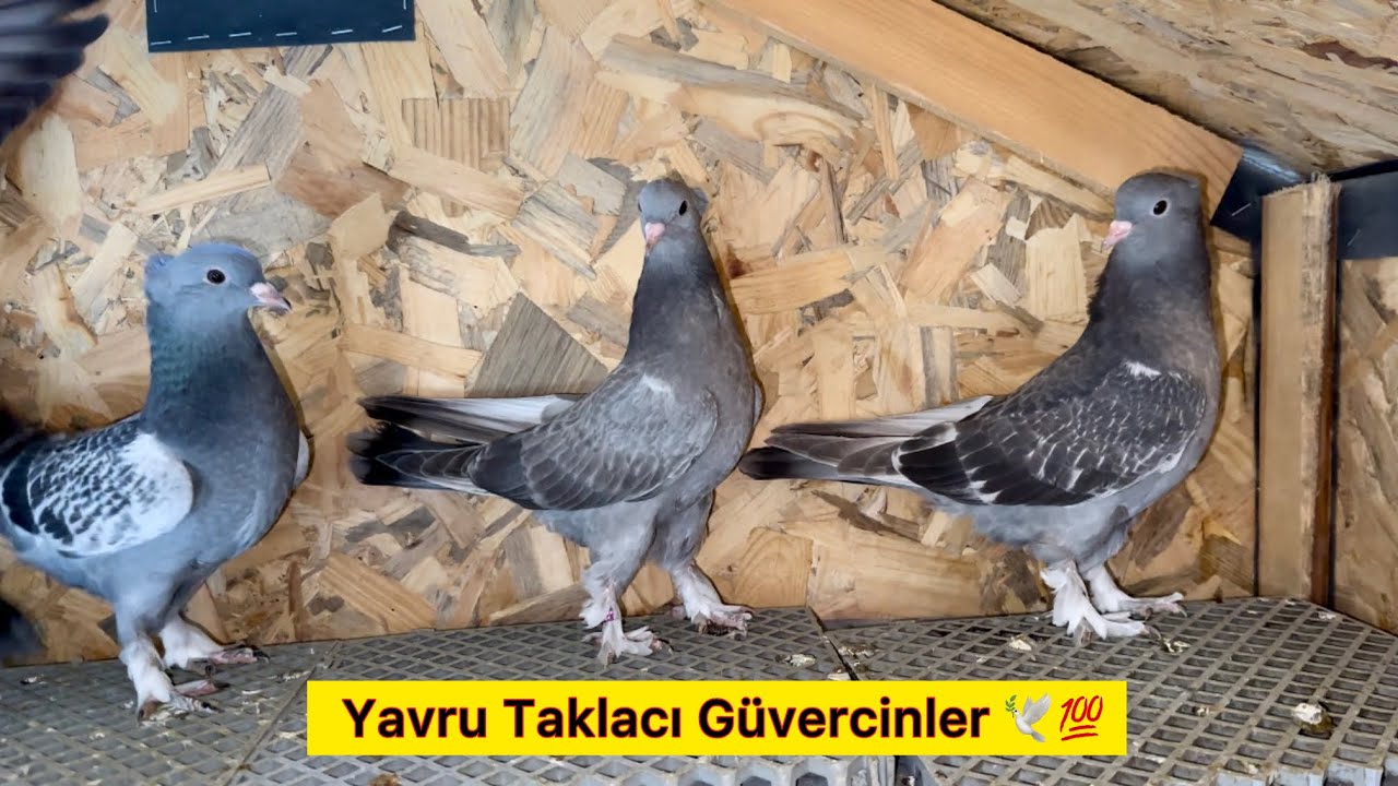 YAVRU GÜVERCİN NE ZAMAN UÇURULUR ? DUMANLI YAVRUMUZ KÖRMÜŞ 😕 Taklacı Güvercin Oyunkuşu