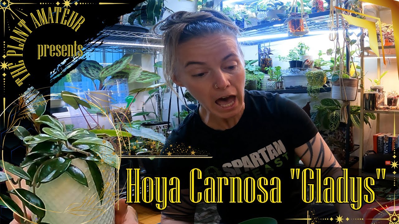 Gladys The Hoya Carnosa Makes The Big Switch From Pon To Soil | Why I Am Leaving Semihydro Behind