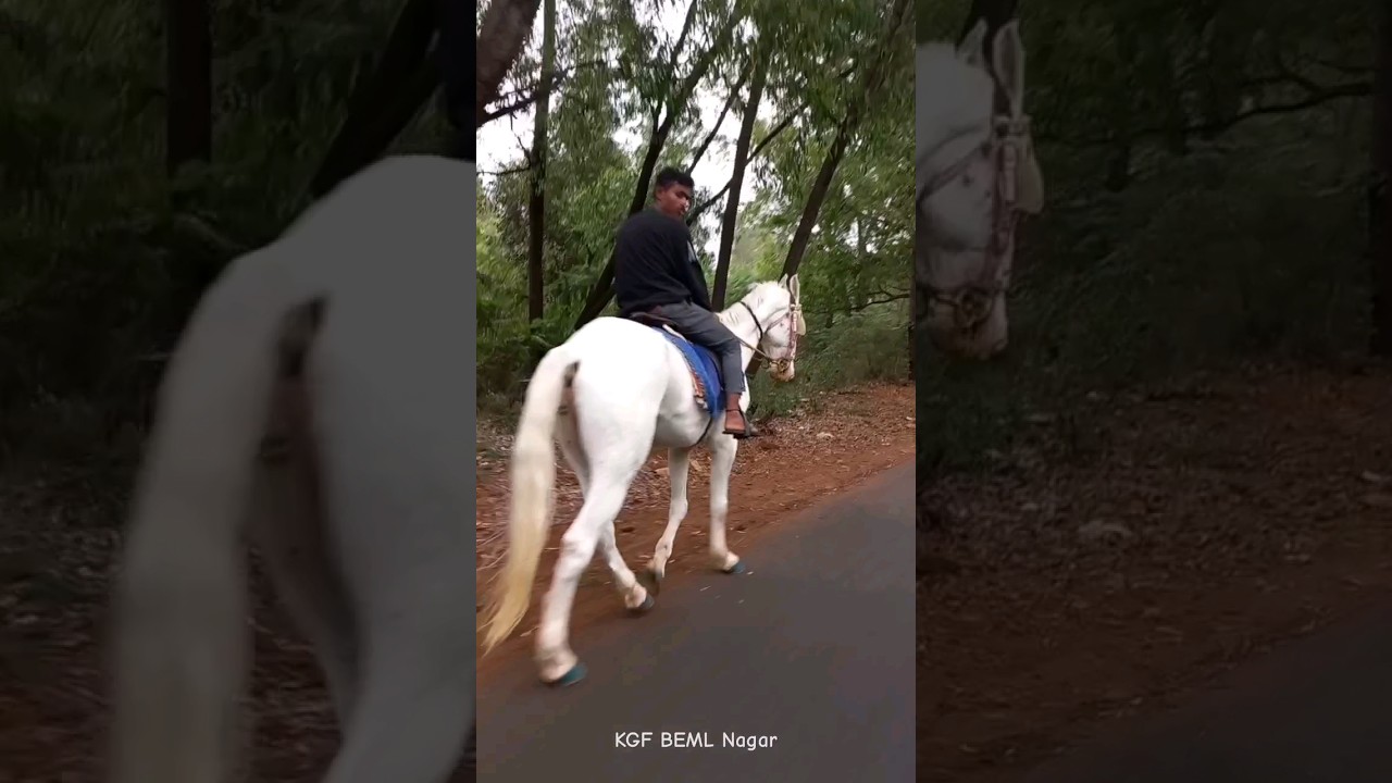 Horse BEML Nagar KGF #kgf #kolargoldfield #kgf2 #beml #travel #trending #viral #trendingshorts