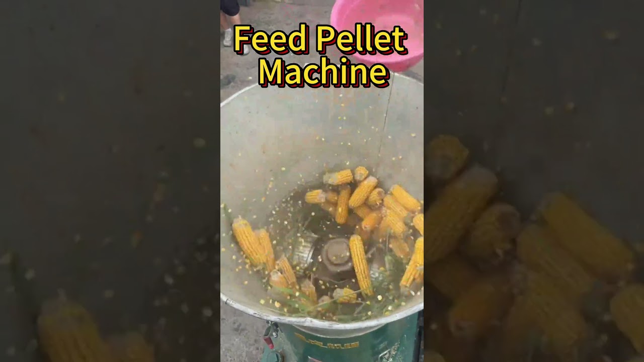 Turn Grain Into Quality Feed Pellets | Feed Pellet Machine#shorts #feedpelletmachine #agriculture