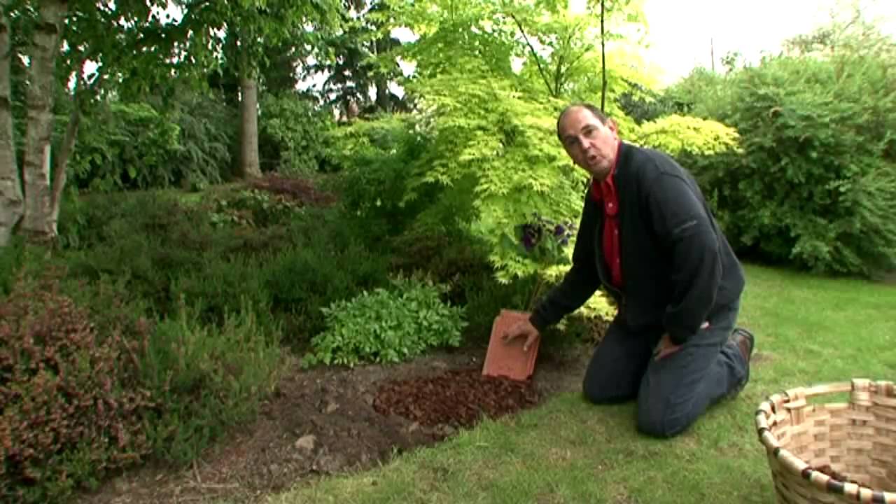 La plantation des clématites par Arnaud TRAVERS