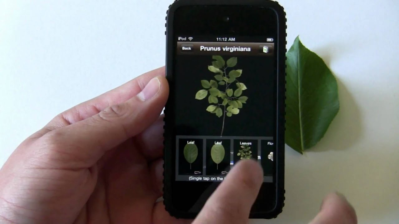 LeafSnap iPhone app demo: ID trees by taking a pic of a leaf