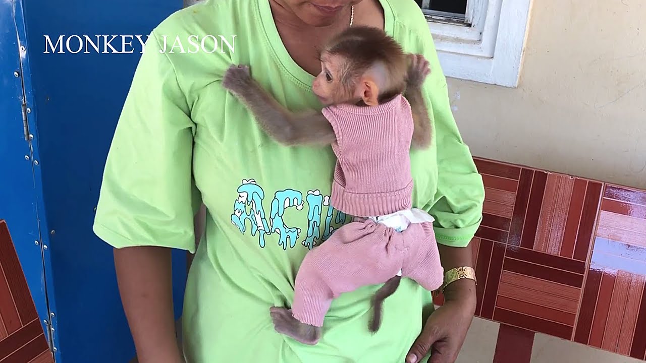Small Baby Jason Clinging Hug Mom To Eat Breakfast, Monkey Jason Muffled Request Mom Care