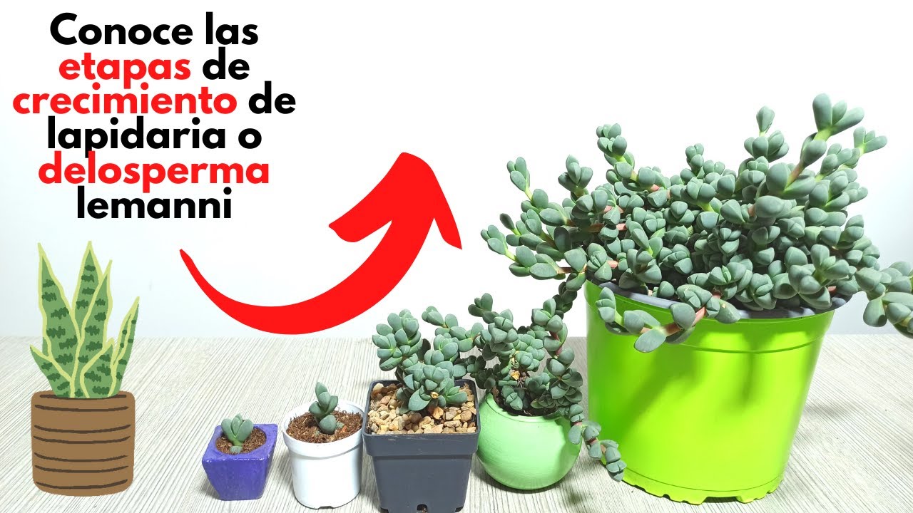 Etapas de crecimiento delosperma lehmannii o lapidaria sorprendente!