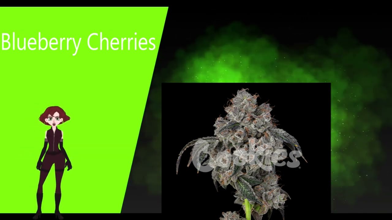 Blueberry Cherries - Cookies Seed Bank