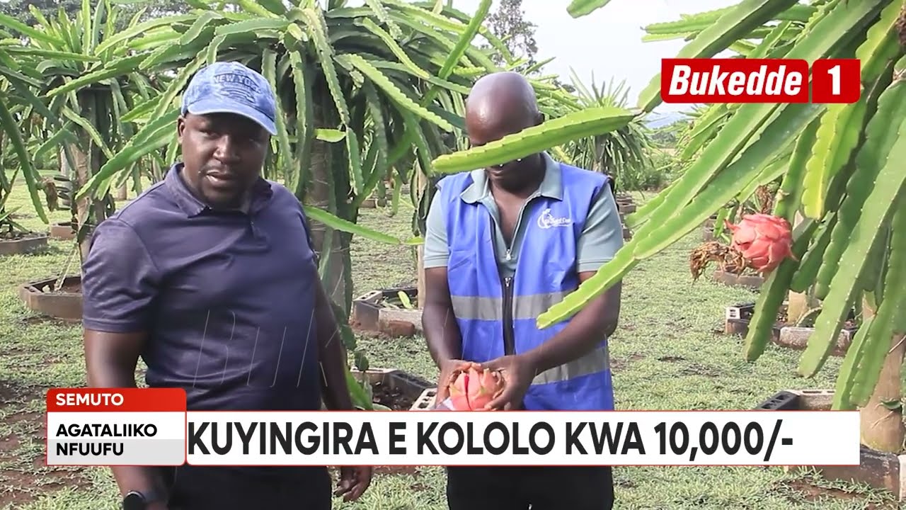 Agataliikonfuufu: Omwoleso gwa Harvest Money gwengedde  Enteekateeka ziri mu ggiya. Aba Ochard ....