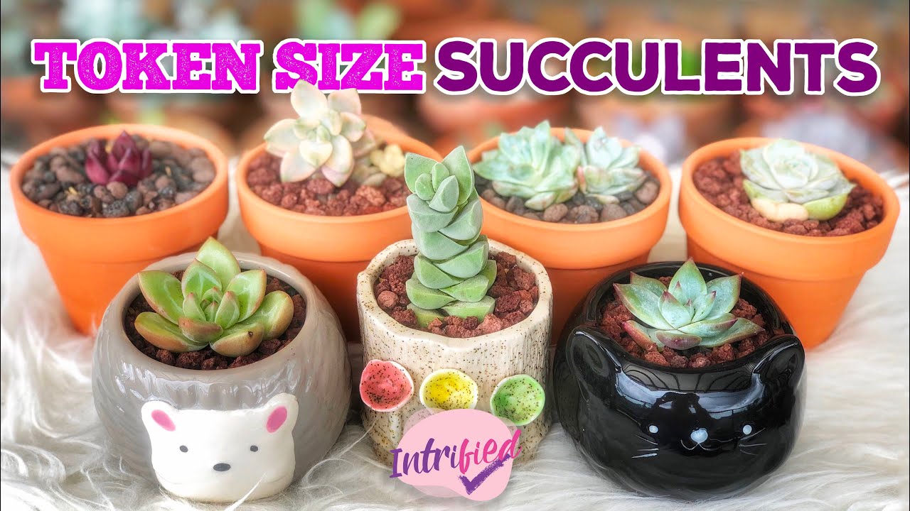 KOREAN TOKEN SIZE SUCCULENTS | TIP ON HOW TO GROW TOKEN SIZE SUCCULENTS | by Intri's TV