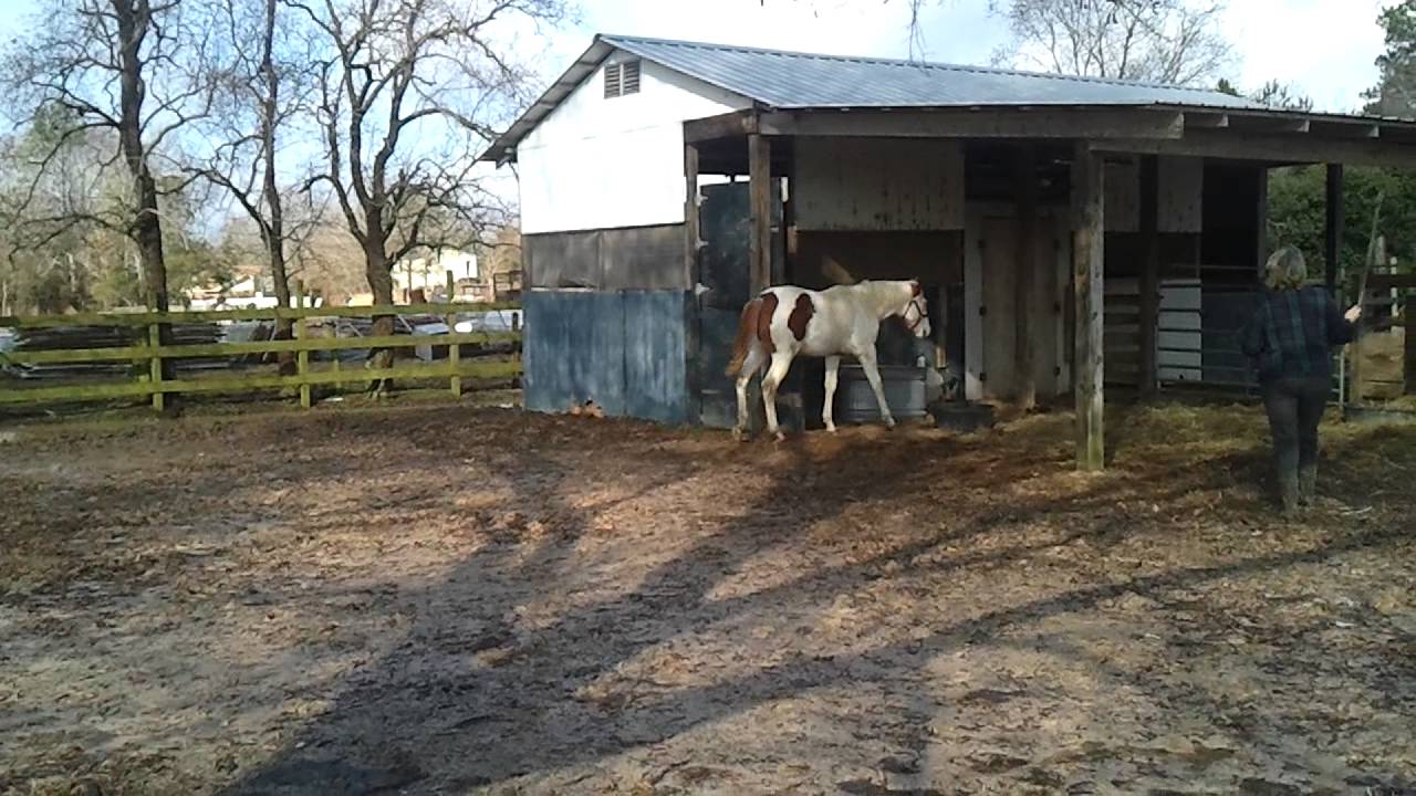 Equine Ataxia   Need diagnosis part 2