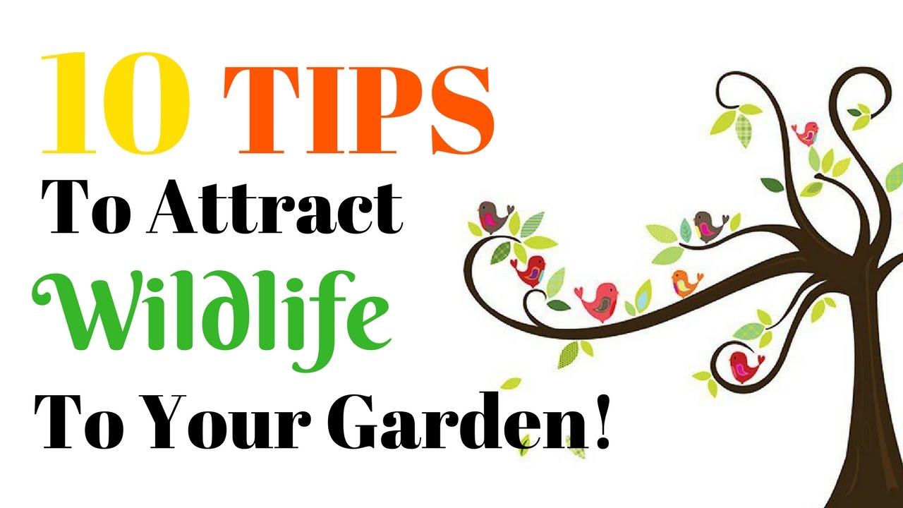10 Tips To Attract Wildlife To Your Garden! - Urbanmali.com