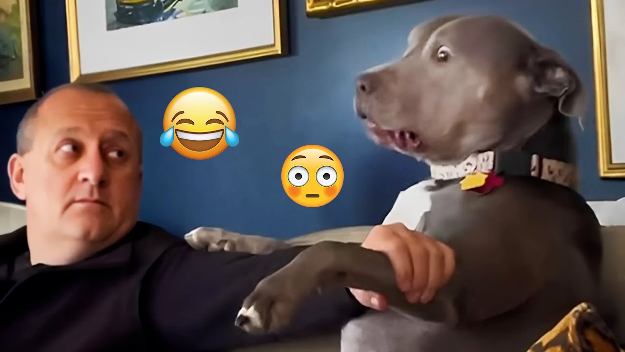 I dare you not to LAUGH at these FUNNY DOGS 😁🦮 - Best Funny Animals Videos 2025 #87