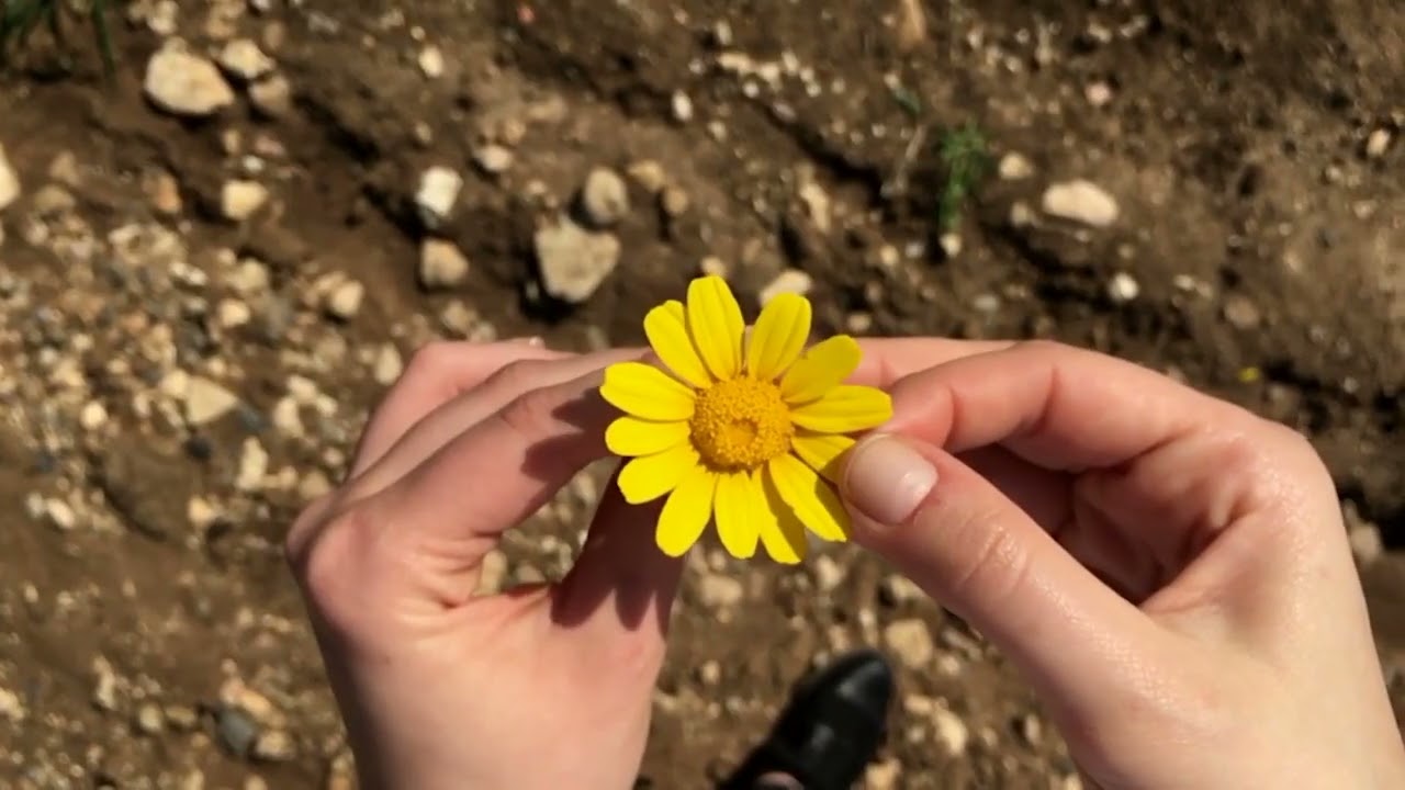 День рідної мови | Аліна Шитик - «Мово рідна!»