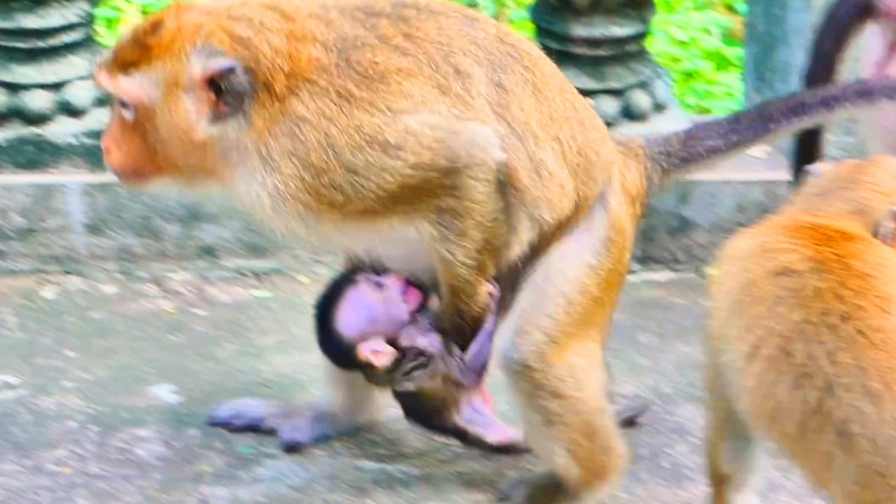 Live: Mama Monkey Hugs Her Baby with Pure Love 🐒💛