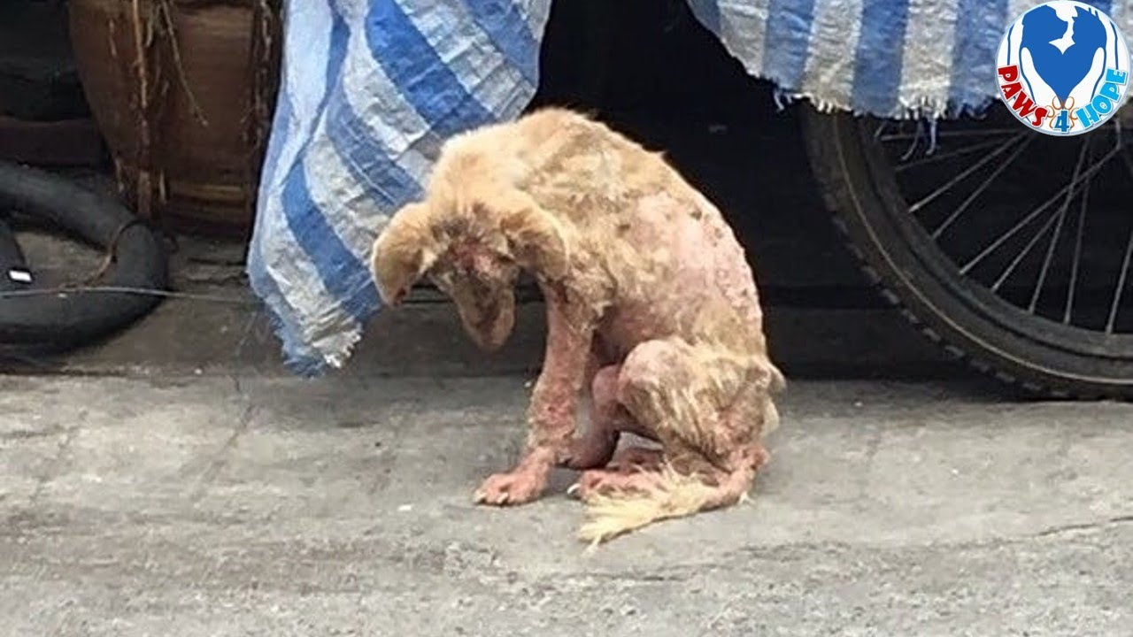 Rescue Poor Dog Lose Hope Was Waiting To Die Found Very On The Busy Road