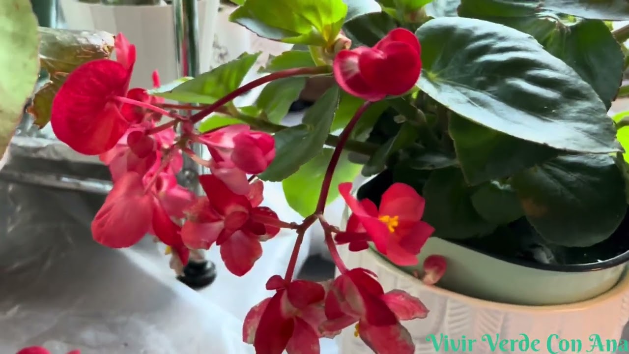Begonia alas de Dragón,begonia grande y sus cuidados ,otro Rinconcito de mi Jardín 