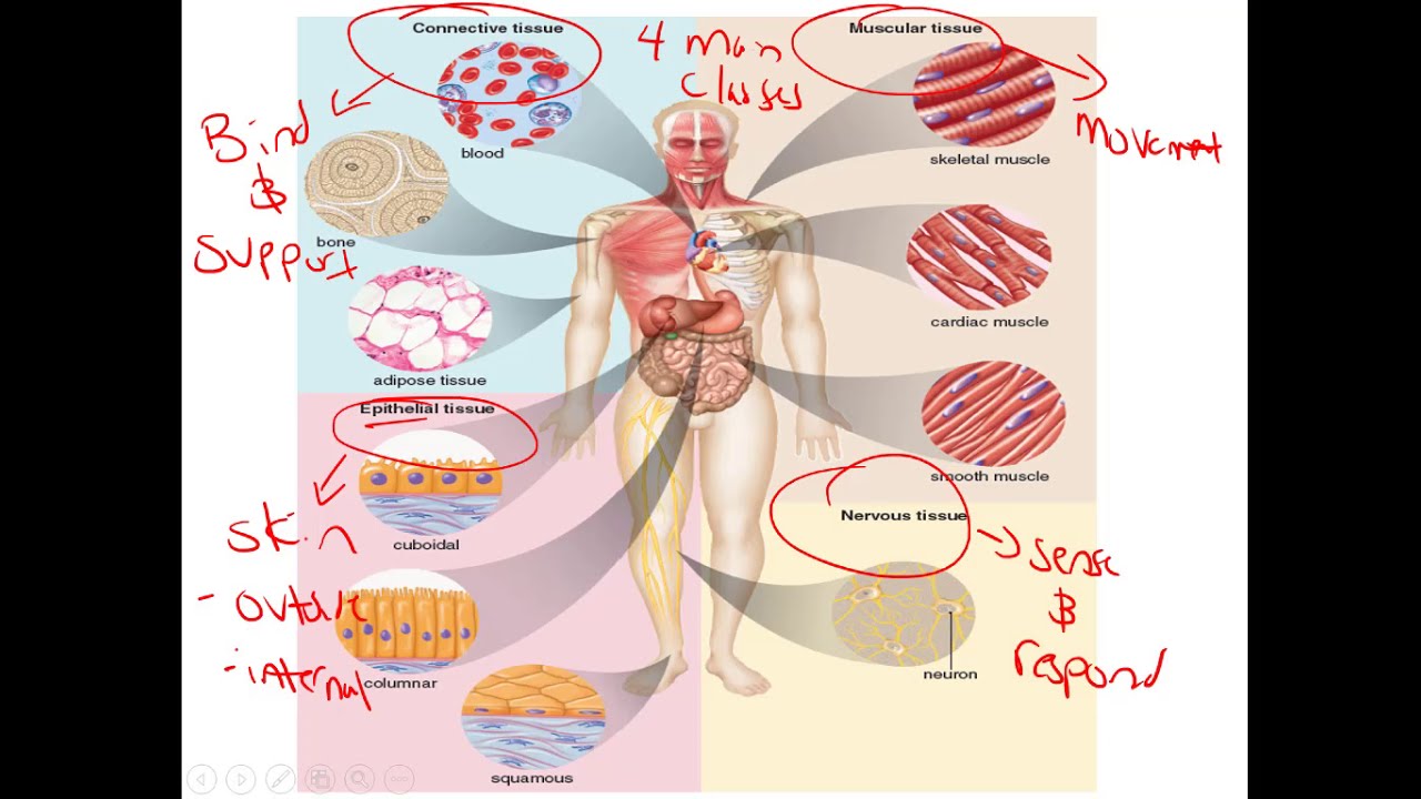 Overview of Tissues and Connective Tissues