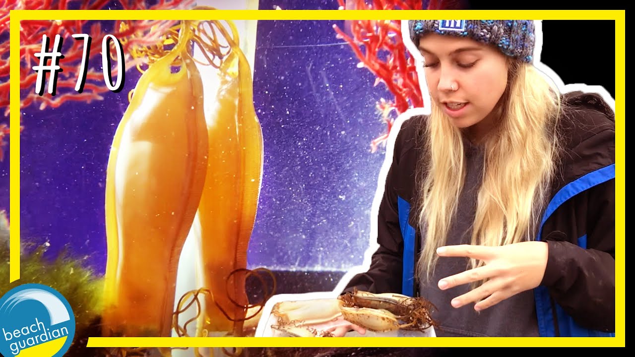HATCHING SHARKS FROM EGG CASES? | What to do with Mermaid's Purses! | Cornwall beach clean up VLOG!
