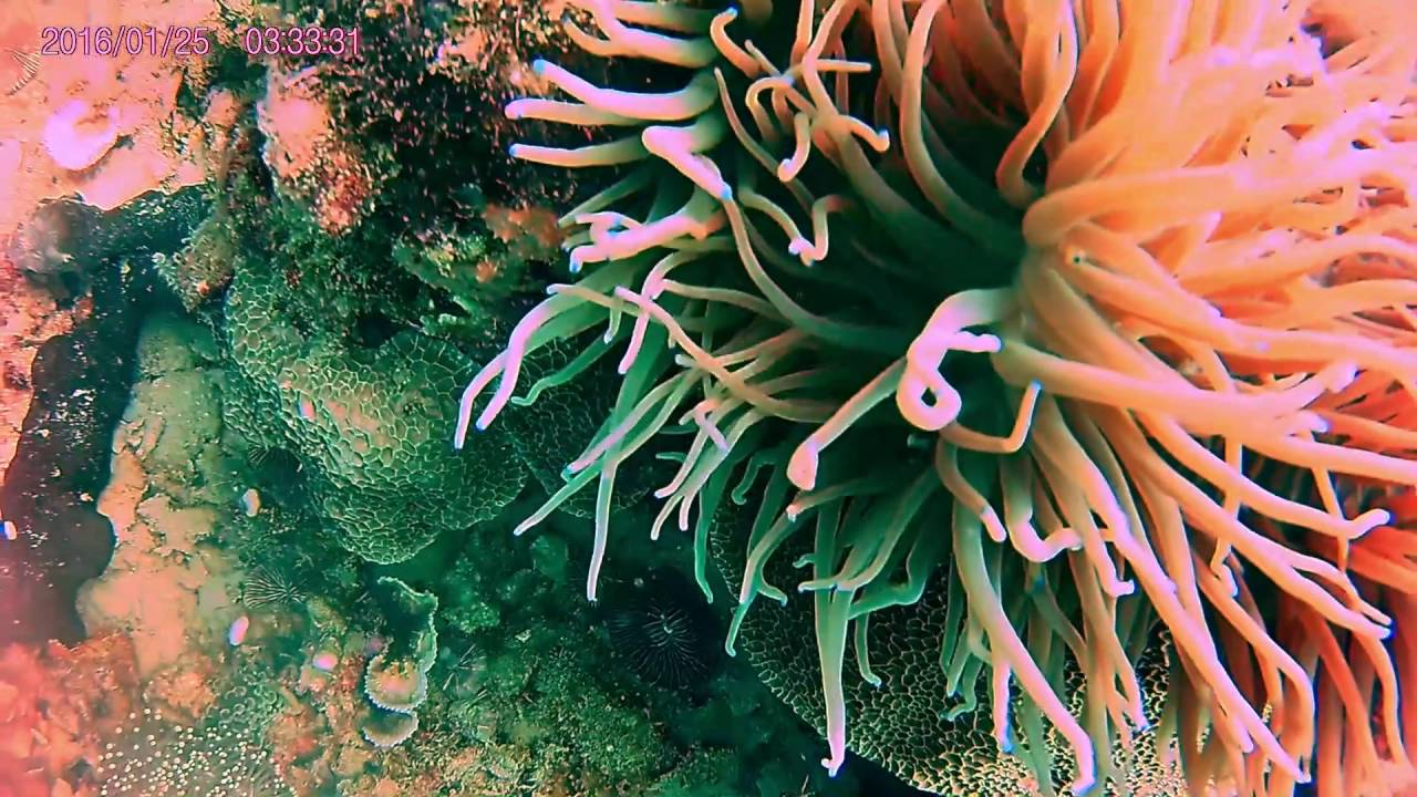 Buluan Island