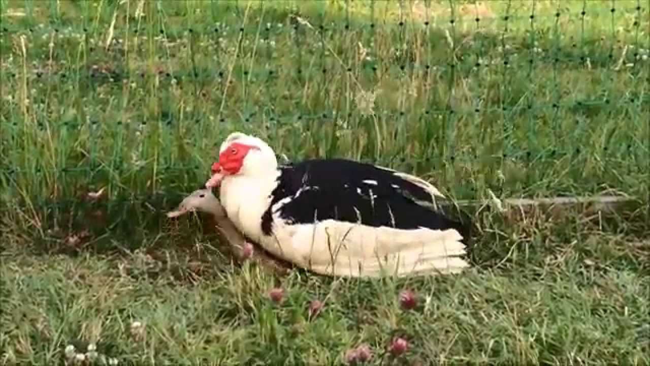 böse Warzenente