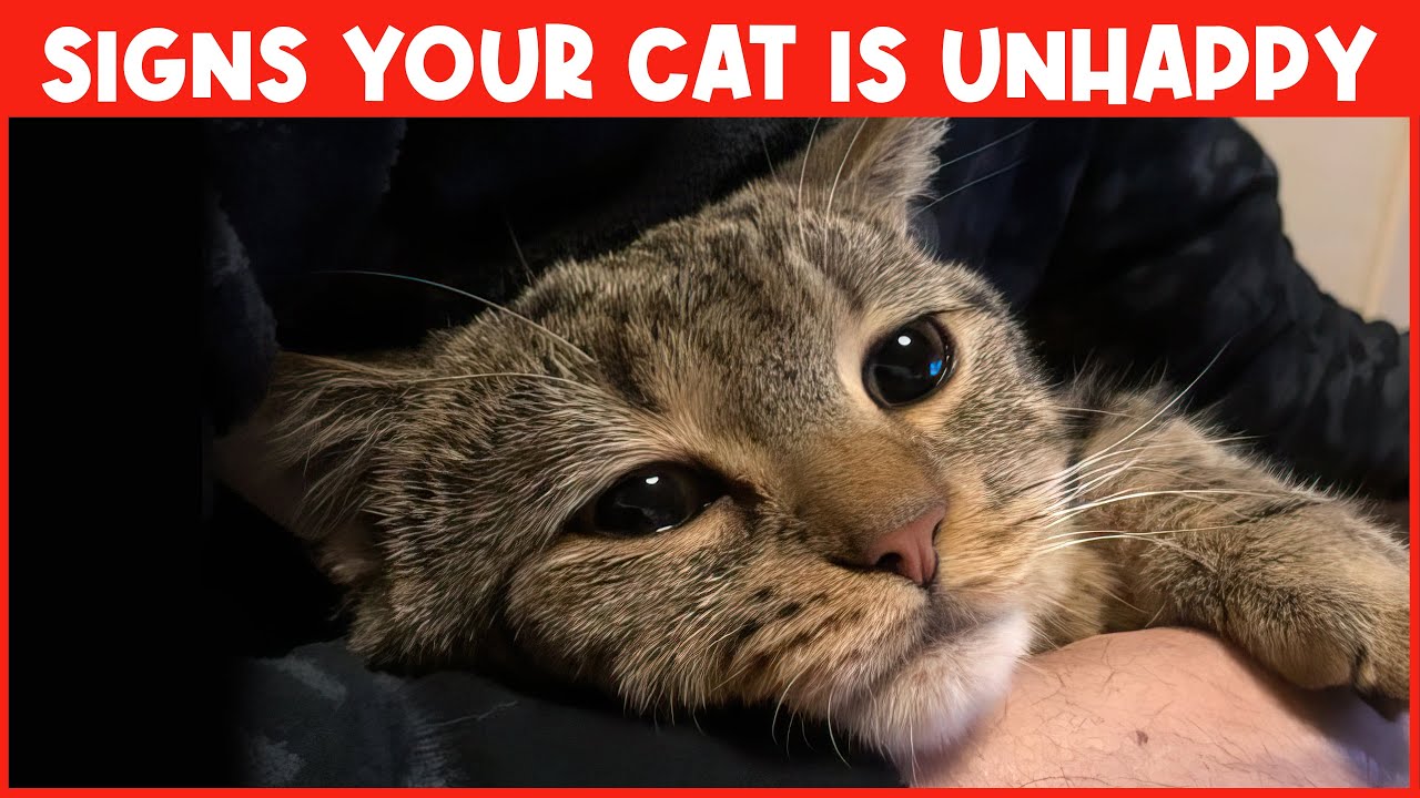 15 Signs Your Cat Isn’t Happy That You Should NEVER IGNORE