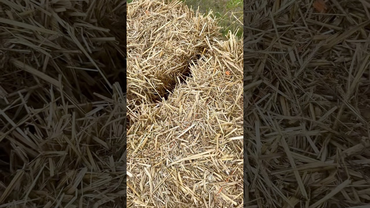 Mulch Your Garden with Straw for Amazing Results