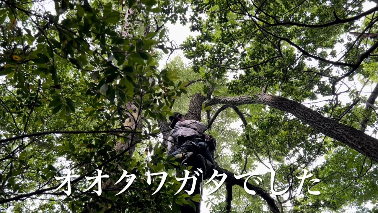 オオクワガタ採集（漢なら、実戦あるのみ！）最終弾
