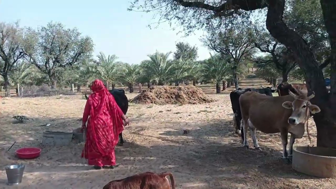 गायों की मिलकिंग करना आसान नहीं 😱 हड्डी-पट्टी तोड़ देगी | देहाती डेयरी की सच्चाई 🐄💪
