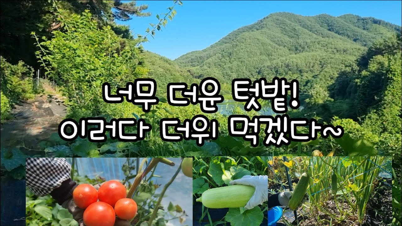 너무 더운 텃밭! 이러다 더위 먹겠다.