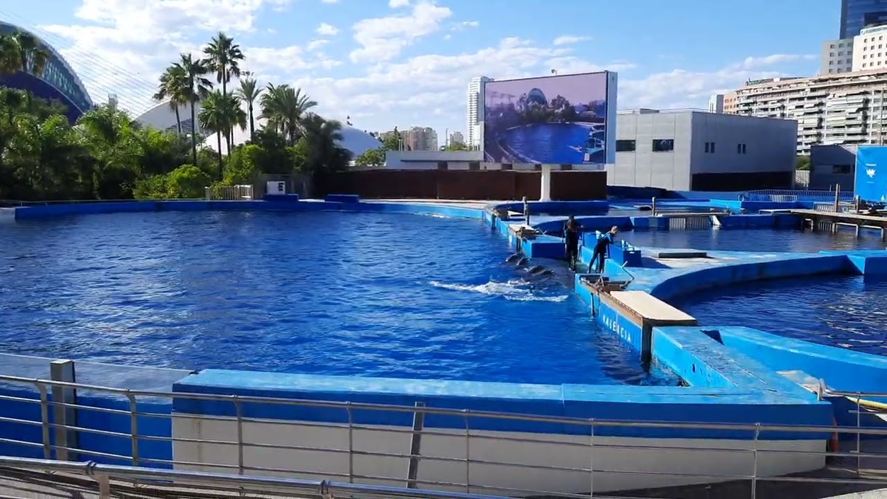dolphin show valencia #oceanografia #valencia #spain #indianineurope