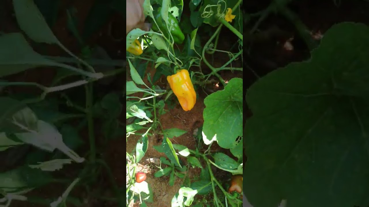PIMENT&Atilde;O VERDE, VERMELHO E AMARELO.