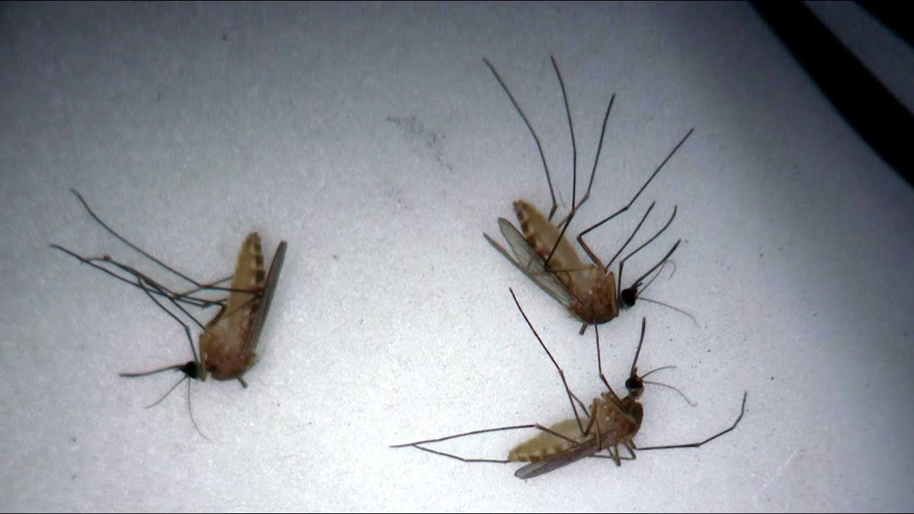 Mosquitos genéticamente modificados | Video HHMI BioInteractive