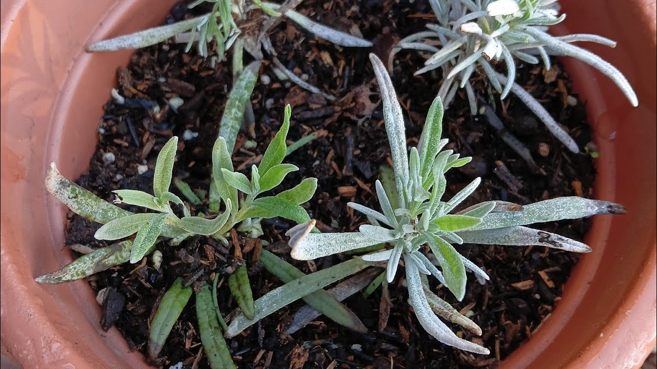 TALEA AUTUNNALE SU LAVANDA...... ATTECCHIMENTO 5 SU 6.... CONSIGLI ♥️