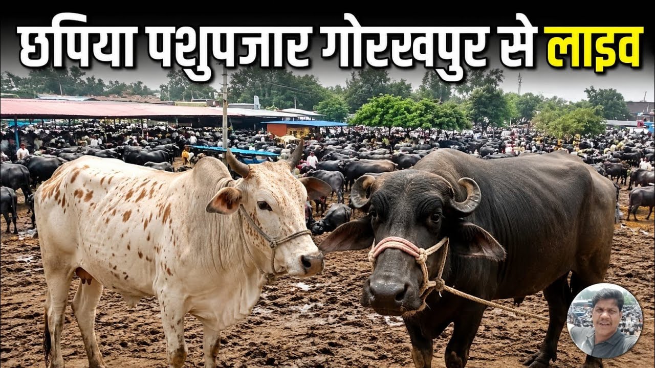  छपिया पशु बाजार गोरखपुर | cow buffalo market Gorakhpur chhapiya | Live