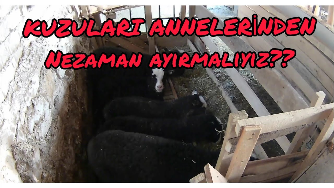 Kuzular Koyunlardan Nezaman Ayrılmalıdır? (KUZULARIMIZ ANNELERİNDEN AYIRDIK👍)