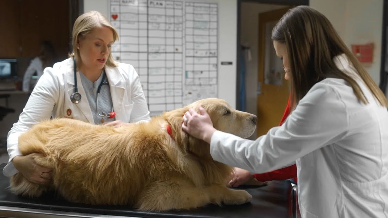 Lucky Dog: Scout’s Journey
