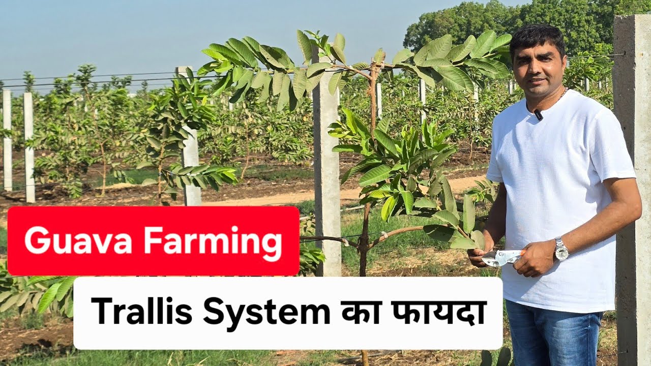 Guava Trallis System का फायदा #9106310963