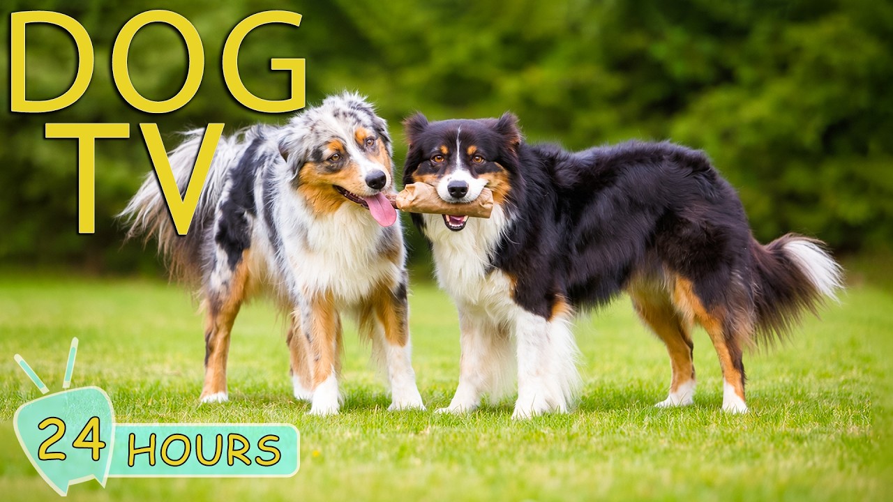 DOG TV: Videos Entertain & Prevent Boredom All-Day for Dogs Alone at Home - Soothing Music for Dogs