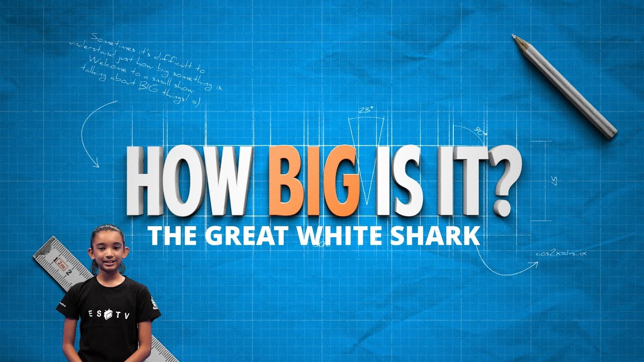 ESTV | How Big Is A Great White Shark?