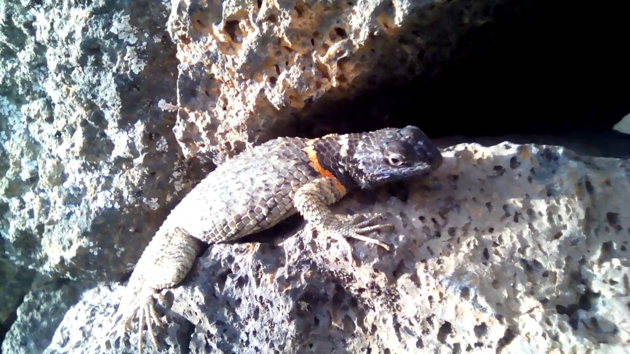 Sceloporus torquatus