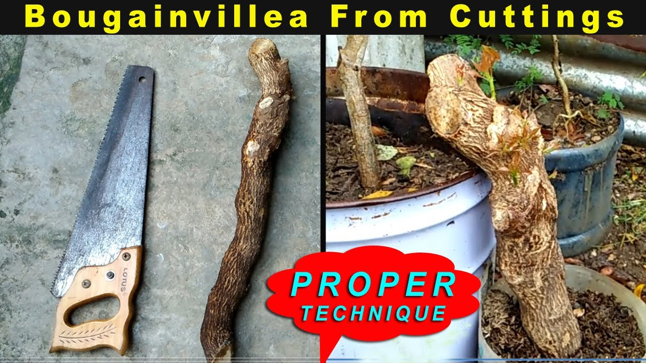 How to Grow a Bougainvillea Cuttings from Big Trunk Cuttings
