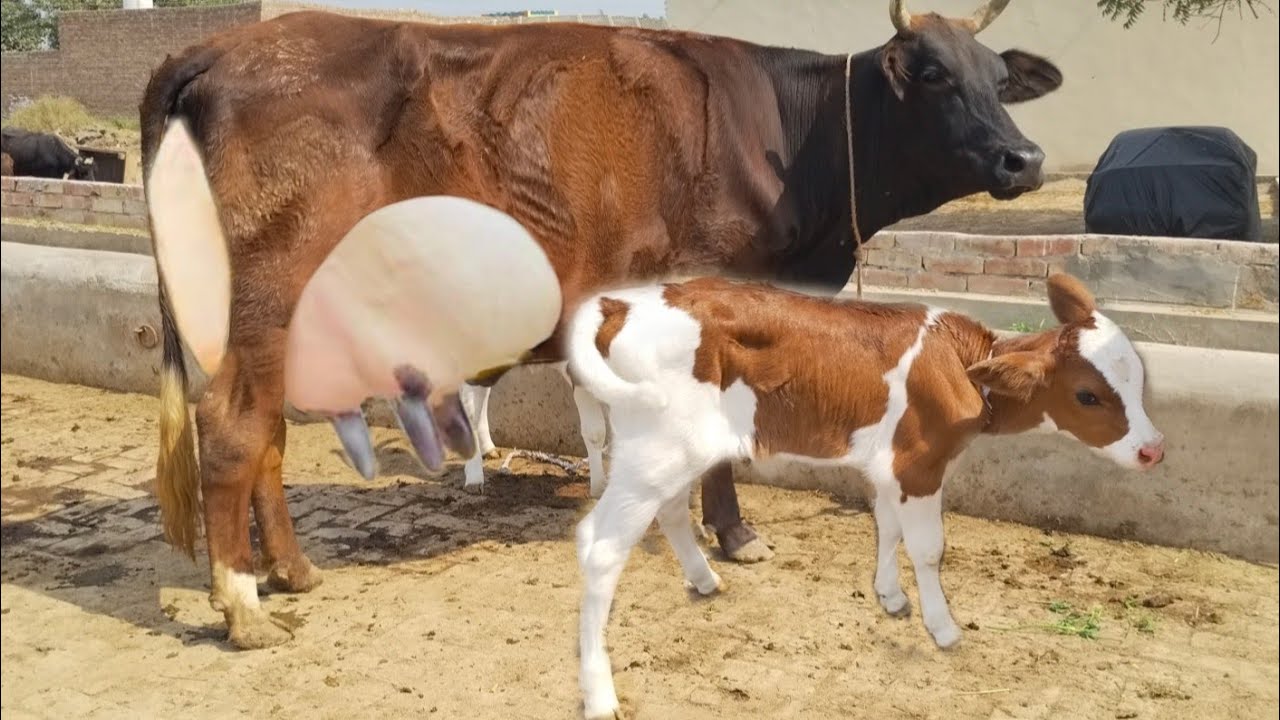 (03061061151)Sahiwal jarsi cross cow for sale on youtube. 3 March 2026