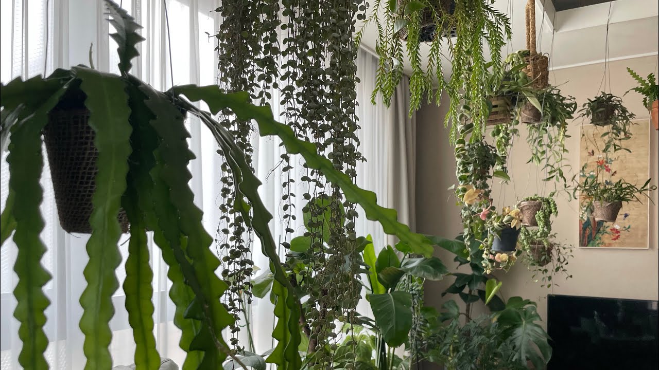 양재시장에 자주 가면 생기는 일, 식물 선물 득템, 행잉식물 플랜테리어 맛집[Indoor Hanging Plants]